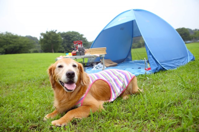 犬と行けるキャンプ場で思い出作り！事前に確認すべきことや注意点とは